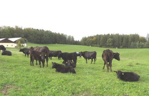 farm