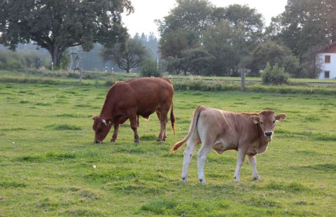 farm